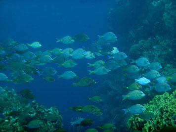 Roatan reef school